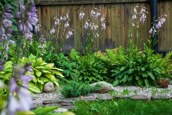 Hosta ya da funkia, bahçe düzenleme ve bahçecilikte yaygın olarak kullanılan bir bitkidir..