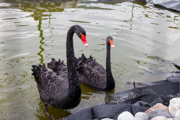 Dos Cisnes Negros Flotan Lago Par Cisnes Negros Baile Apareamiento — Foto de Stock