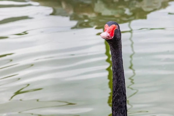 Primer Plano Cabeza Con Cuello Largo Cisne Negro — Foto de Stock
