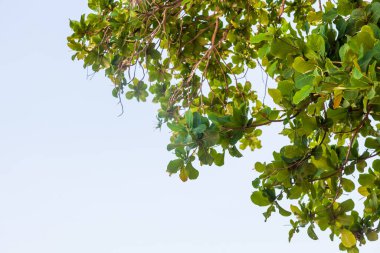 Bir yaz günü ağaçlardan toplanan yeşil yapraklı bir duvarın arka planı ve dokusu. Doğa, doğallık ve tazelik..