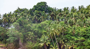 Phuket Adası 'ndaki Palm Ormanı