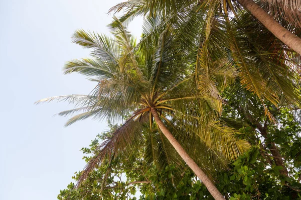 在泰国热带气候条件下 对棕榈树和椰子的近距离观察 — 图库照片