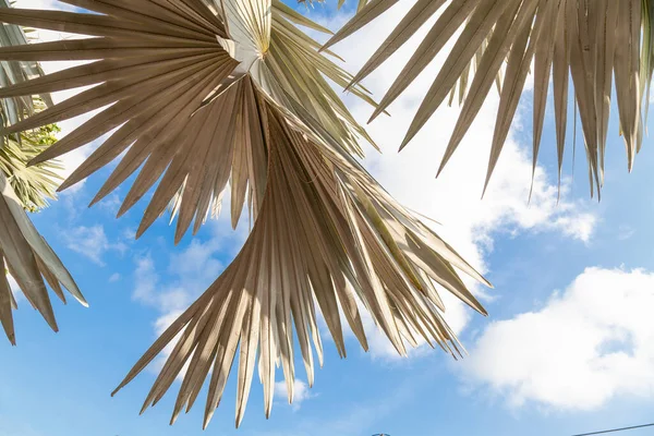 Silvery Bismarckia Szlachetny Monotypowy Rodzaj Rodziny Palmowej Brązowymi Owocami Białymi — Zdjęcie stockowe