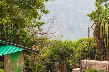 İki şempanze ormanda, Phuket Adası 'ndaki büyük Buda heykelinin yanında.