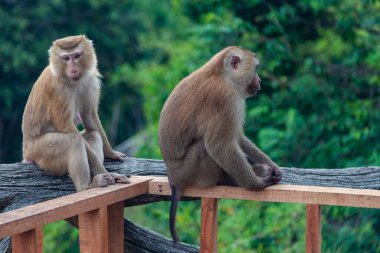 İki şempanze ormanda, Phuket Adası 'ndaki büyük Buda heykelinin yanında.