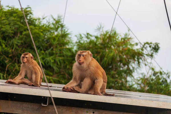 Dos Monos Chimpancés Bosque Cerca Gran Estatua Buda Tailandia Isla —  Fotos de Stock