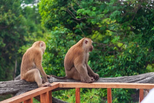 Dos Monos Chimpancés Bosque Cerca Gran Estatua Buda Tailandia Isla —  Fotos de Stock