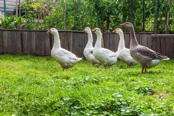Güneşli yaz gününde küçük gölette vaklayan bir grup kaz ve ördek. Avcılık ve çiftçilik yapan kuşlar.