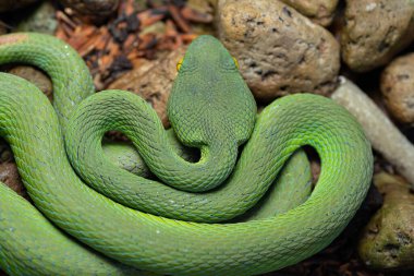 Viper snake green or asian pit venomous viper close up and Macro snake skin scales on a small stone in nature.