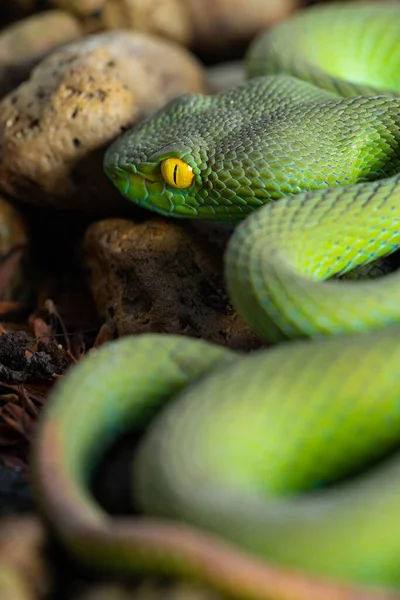 Viper snake green or asian pit venomous viper close up and Macro snake skin scales on a small stone in nature.