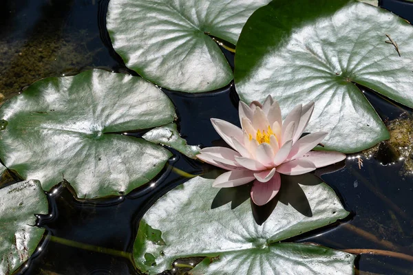 葉の間の池の素晴らしい睡蓮 — ストック写真