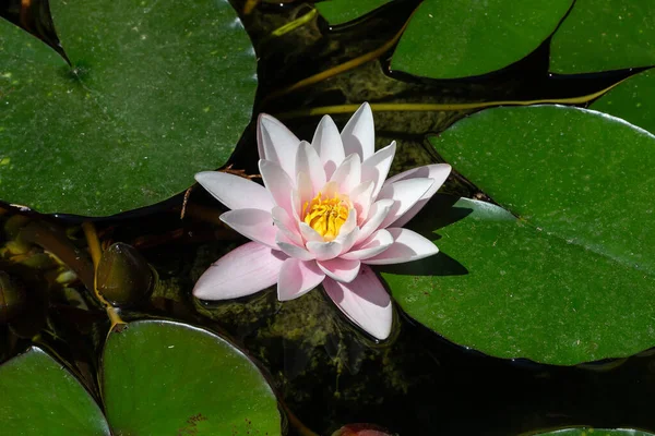 葉の間の池の素晴らしい睡蓮 — ストック写真