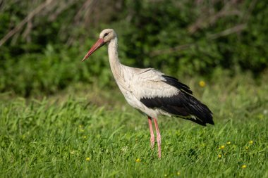 Racconigi, Piedmont 'taki Lipu Vahasında Beyaz Leylek