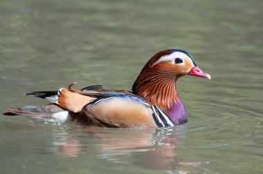 Racconigi, Piedmont 'taki Lipu Vahasında dişi mandalina ördeği.