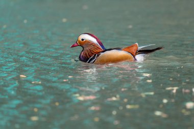 Female mandarin duck in Lipu Oasis of Racconigi, Piedmont clipart