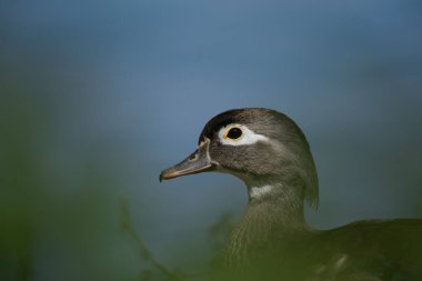 Wodd Duck in Lipu Oasis of Racconigi, Piedmont, Italy clipart