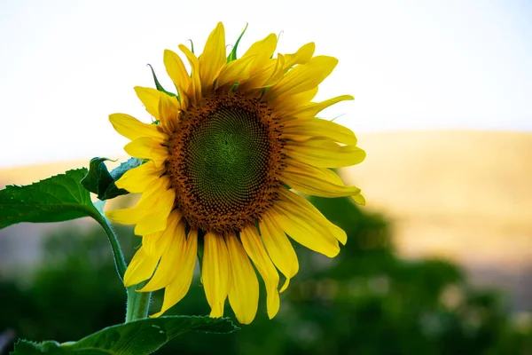 sunflower in a field. one sunflower on clear sky