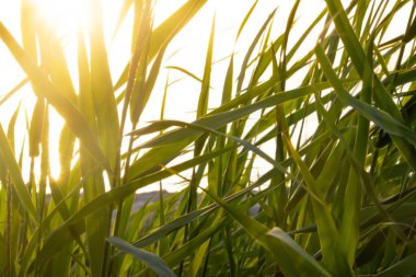 Şapkalı bir adam denize ve berrak gökyüzüne bakıyor.. 