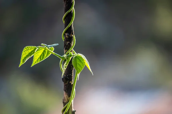 a bean plant climbing onto a  beanpole with tendrils, against dark background