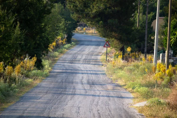 Ağaçlar arasındaki köy yolu. Günışığında düz orman yolu. 