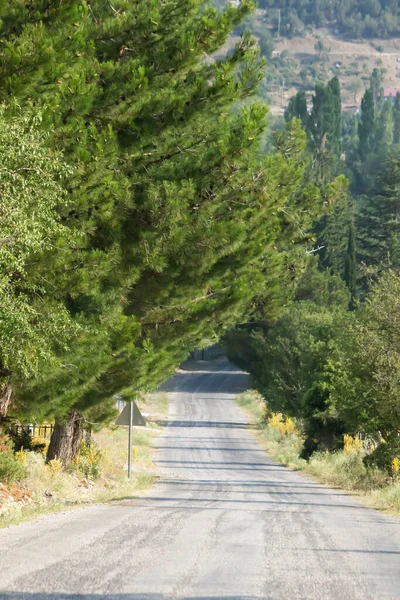 Ağaçlar arasındaki köy yolu. Günışığında düz orman yolu. 