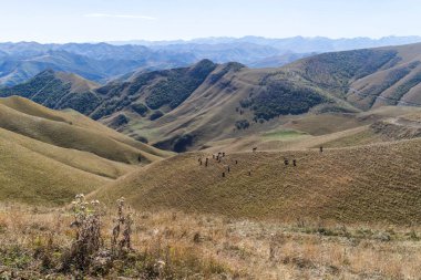 Dağlardaki çayırlarda inekler otlar, Dağıstan Kafkasya dağlarında inekler.