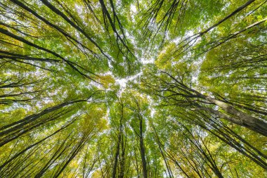 Bottom view of the sky and trees