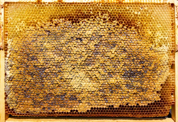 蜂の巣から取られた蜂の巣の近くに — ストック写真