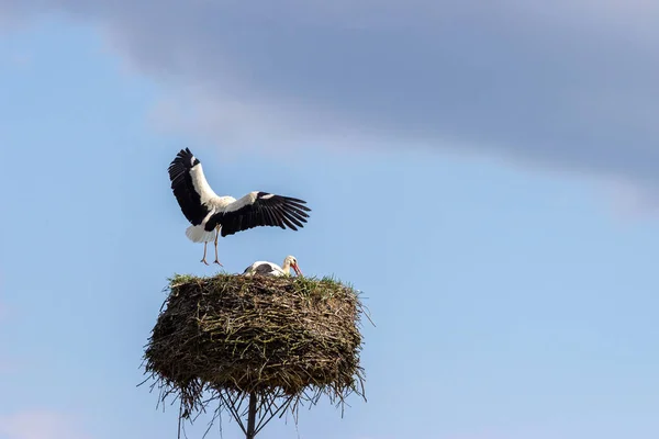 Big Stork Lands Nest — Foto de Stock