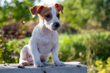 Şirin Jack Russell Terrier köpek yavrusu