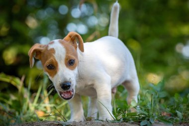 Şirin Jack Russell Terrier köpek yavrusu