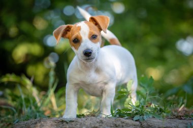 Şirin Jack Russell Terrier köpek yavrusu