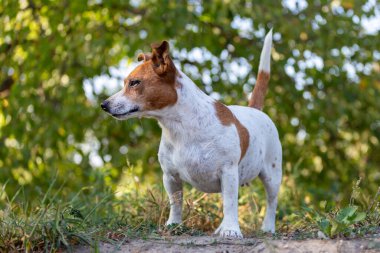 jack Russell terrier çim