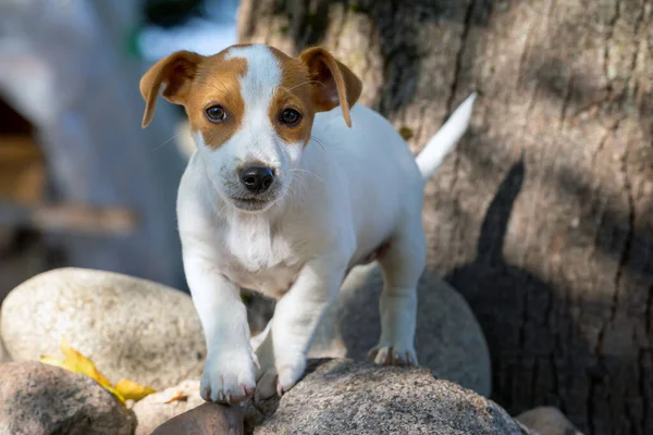 Bonito Jack Russell Terrier Filhote Cachorro — Fotografia de Stock