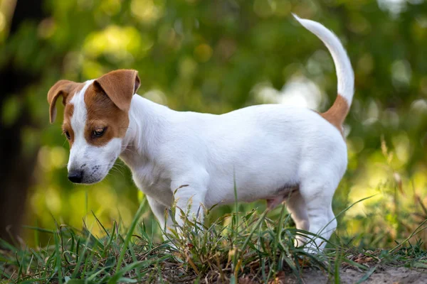 Bonito Jack Russell Terrier Filhote Cachorro — Fotografia de Stock