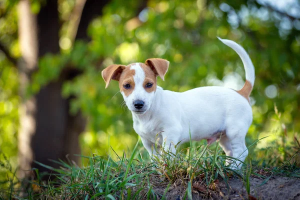 Şirin Jack Russell Terrier Köpek Yavrusu — Stok fotoğraf