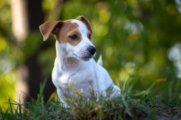 Jack Russell Puppy Terrier Lucu — Stok Foto
