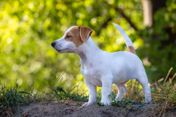 かわいいジャック ラッセル テリアの子犬 — ストック写真