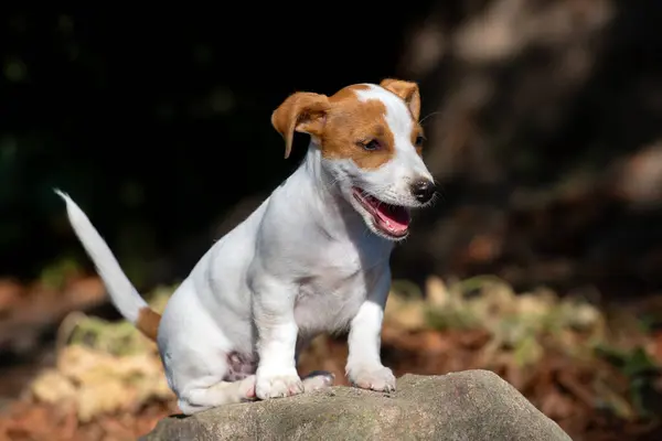 Aranyos Jack Russell Terrier Kiskutya — Stock Fotó