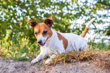 jack Russell terrier çim