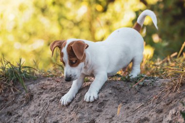 Şirin Jack Russell Terrier köpek yavrusu