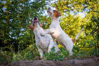 Annesiyle birlikte şirin Jack Russell Terrier köpeği..