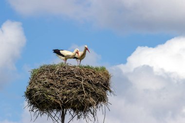 Baharda yuvada iki beyaz leylek.