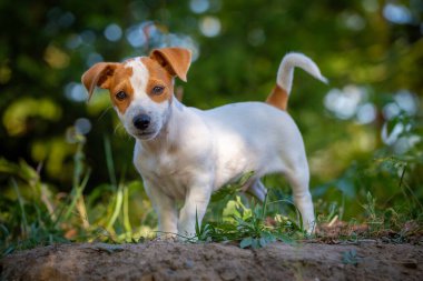 Şirin Jack Russell Terrier köpek yavrusu