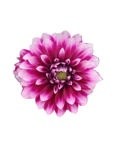 stock image Pink dahlia isolated on white background