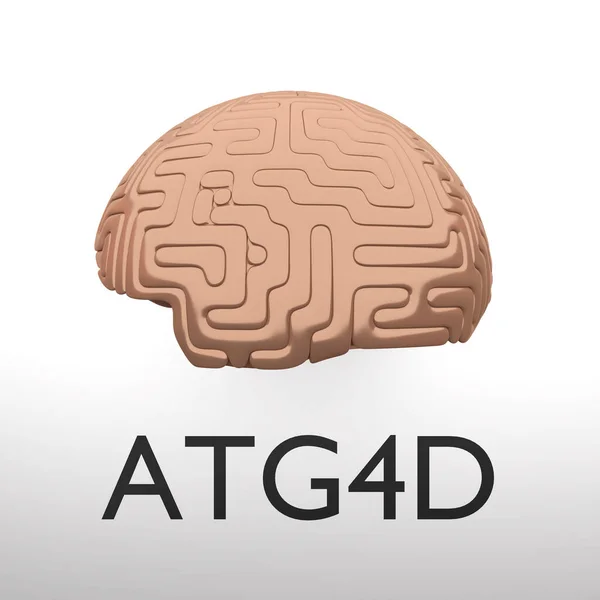 Ilustração T3D Script Atg4D Sob Cérebro Humano Isolado Sobre Gradiente — Fotografia de Stock