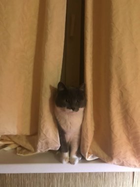 Sonia the cat takes the stage