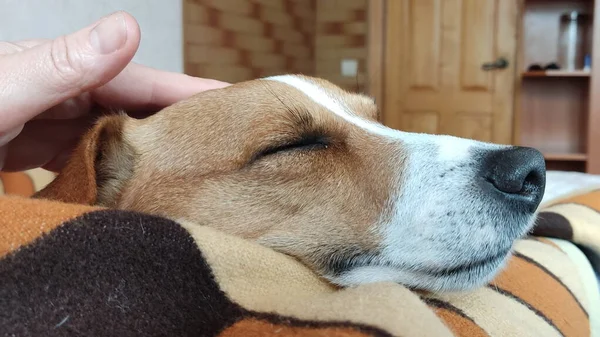 Köpeğimiz Alvin dinleniyor.