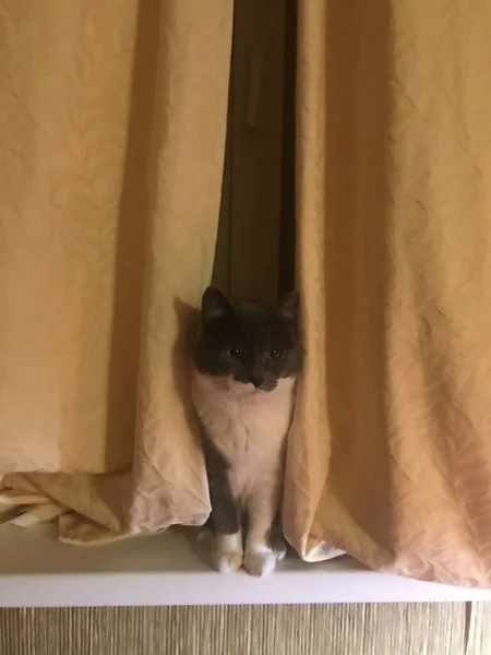 Kedi Sonia sahneye çıkıyor.