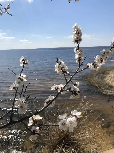 Dnipro Nehri üzerinde kayısı çiçekleri açıyor